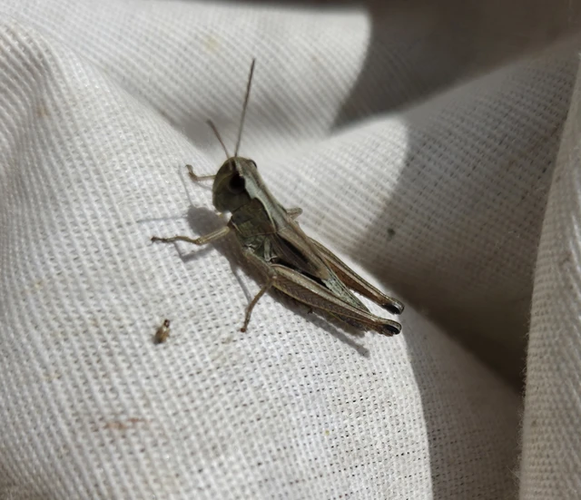 Orthoptera - Egyenesszárnyúak