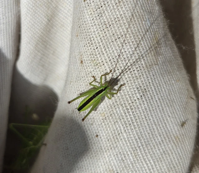 Orthoptera - Egyenesszárnyúak