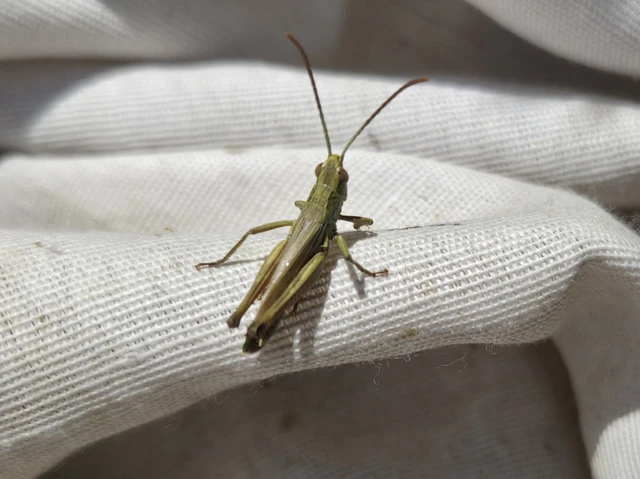 Orthoptera - Egyenesszárnyúak