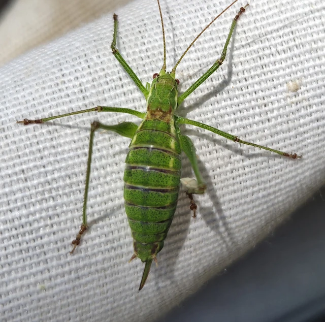 Orthoptera - Egyenesszárnyúak