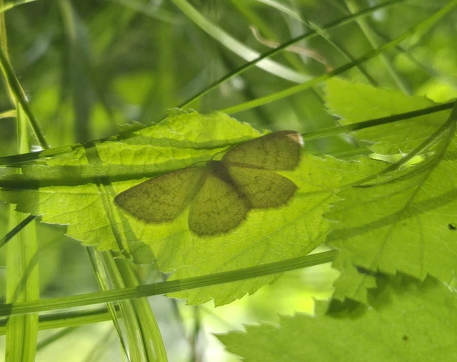 Cabera exanthemata - pettyes égeraraszoló