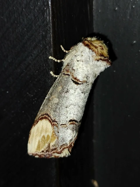 Phalera bucephala - sárgafoltos púposszövő