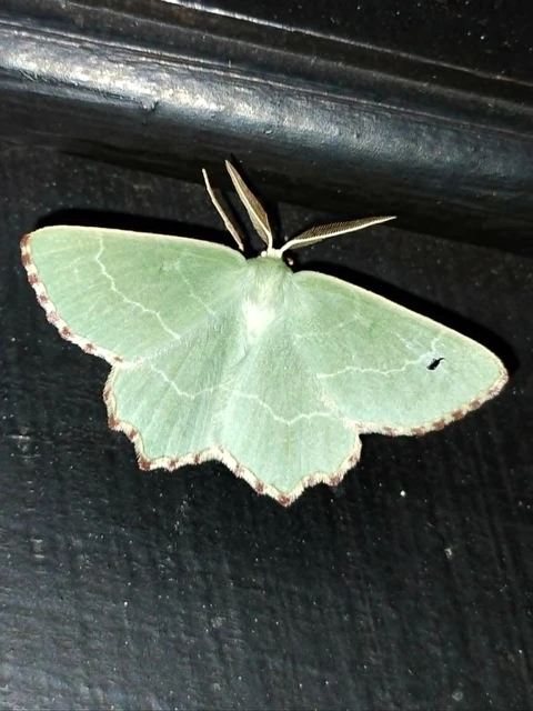 Noctua fimbriata - szélessávú sárgafűbagoly