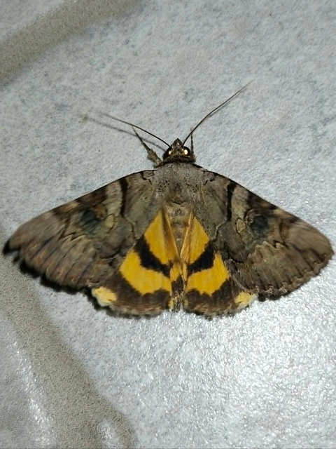 Catocala hymenaea - kökény-övesbagoly