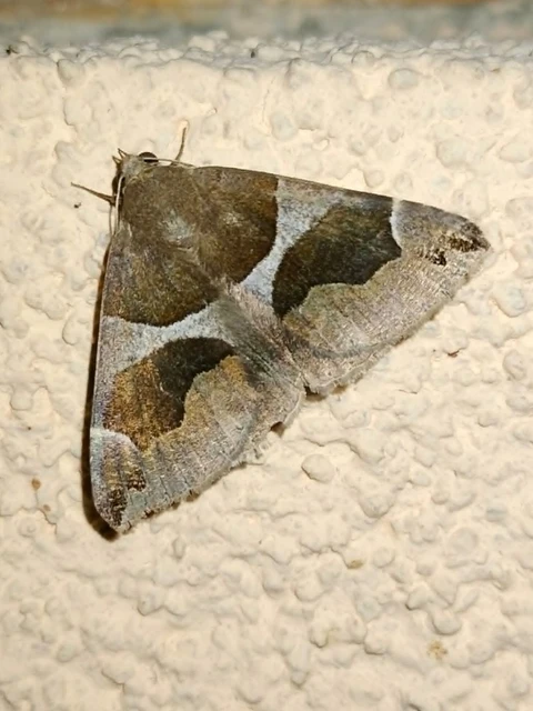 Dysgonia algira - déli porcelánbagoly