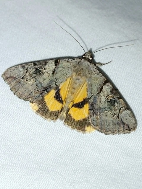 Catocala hymenaea - kökény-övesbagoly