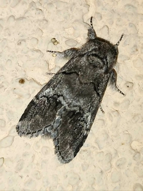Drymonia querna - tölgyfa-púposszövő
