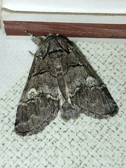 Drymonia querna - tölgyfa-púposszövő