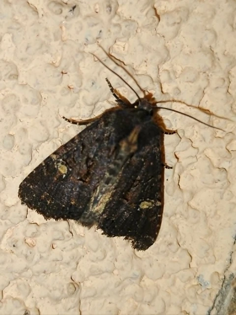 Mesapamea secalella/secalis