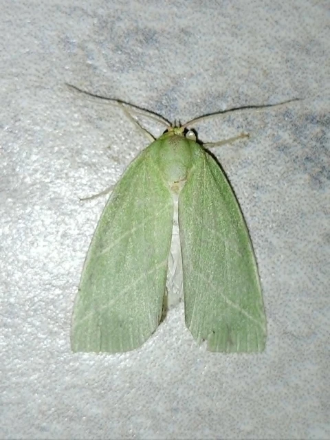 Bena bicolorana - tölgyfa-zöldbagoly