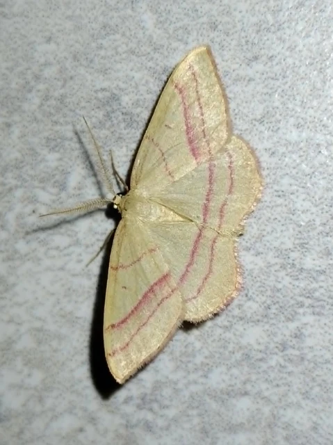 Rhodostrophia vibicaria - pirosszélű araszoló