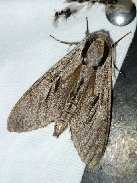 Hyloicus pinastri - fenyőszender