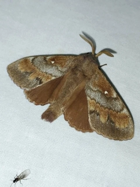 Dendrolimus pini - fenyőpohók