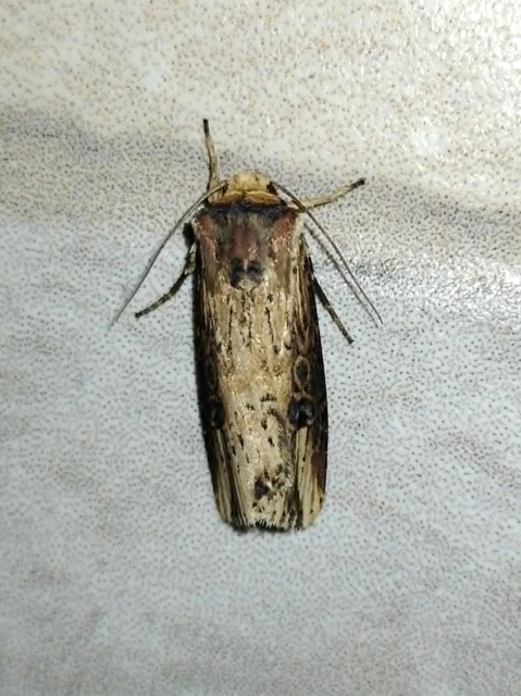Axylia putris - vonalkás földibagoly