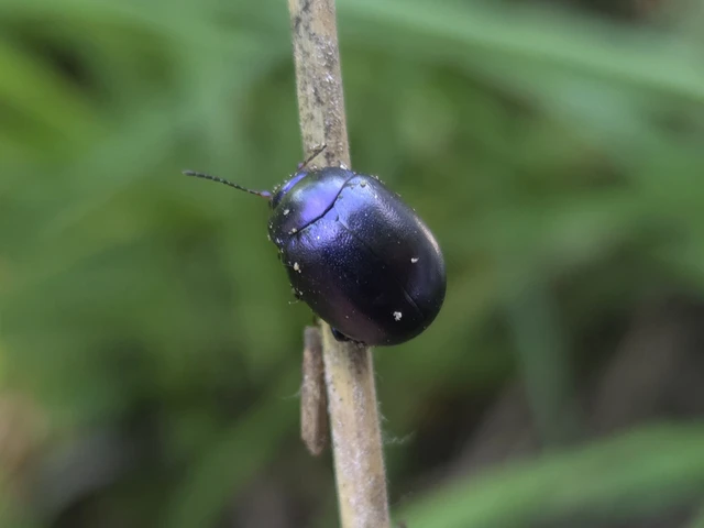 Chrysolina sturmi - vöröslábú levelész