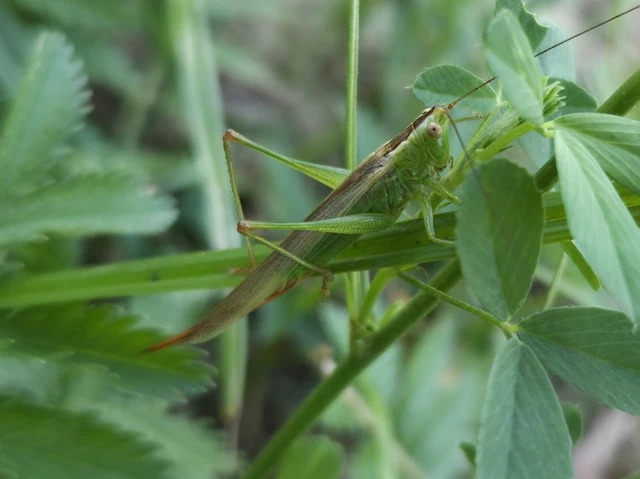 Orthoptera - Egyenesszárnyúak