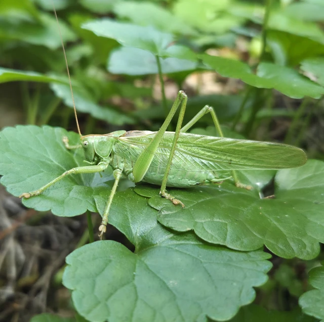 Orthoptera - Egyenesszárnyúak