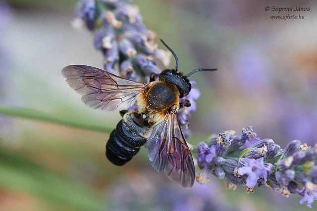 Hymenoptera - Hártyásszárnyúak
