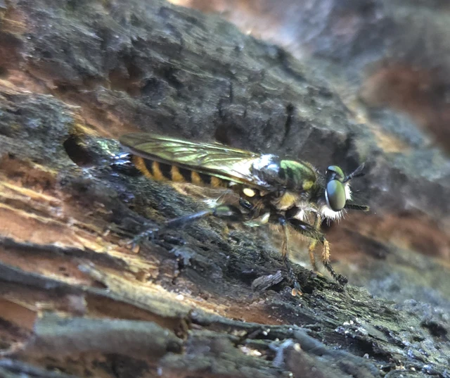 Diptera - Kétszárnyúak Diptera - Kétszárnyúak