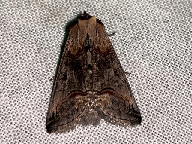 Abrostola triplasia - közönséges csalánbagoly