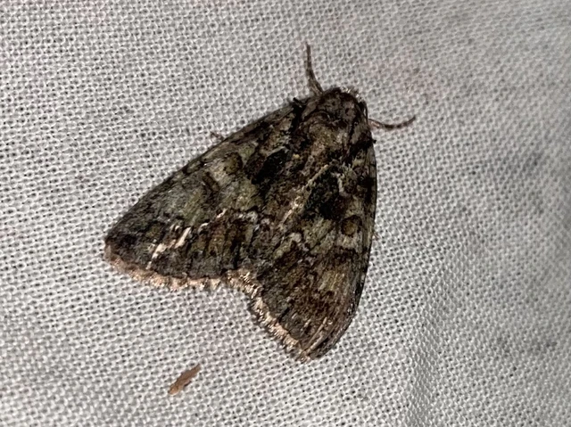 Polyphaenis sericata - selyemfényű erdeibagoly