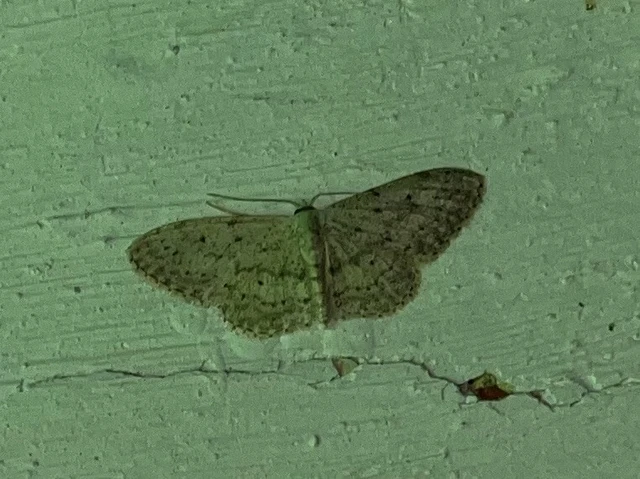 Idaea seriata - szürke apróaraszoló