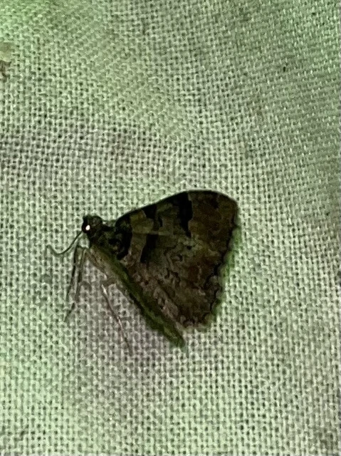 Catarhoe rubidata - piros tarkaaraszoló