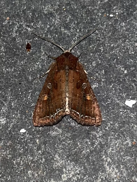 Lacanobia oleracea - saláta-kertibagoly