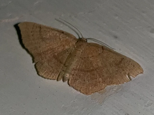 Cyclophora ruficiliaria - vörösrojtú pettyesaraszoló