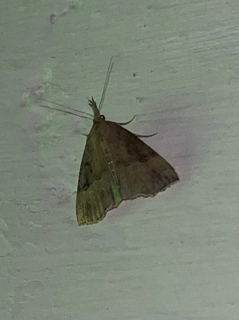 Hypena rostralis - közönséges karcsúbagoly