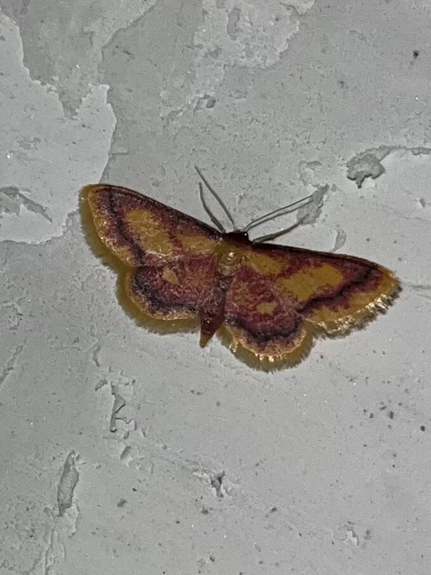 Idaea muricata - mocsári pirosaraszoló