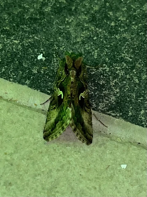 Autographa gamma - gammalepke