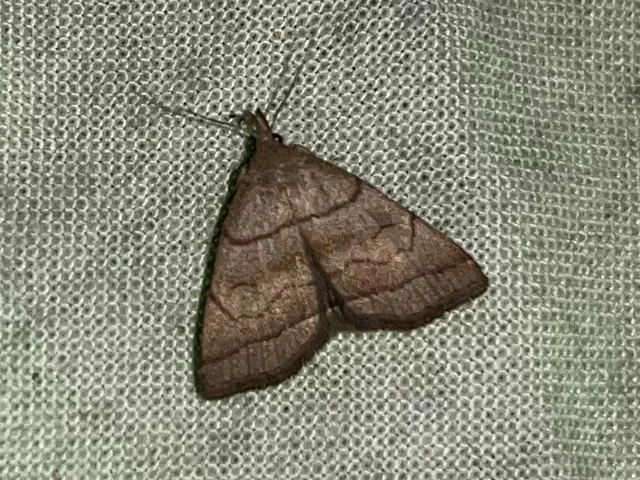 Herminia tarsicrinalis - szőröslábú karcsúbagoly