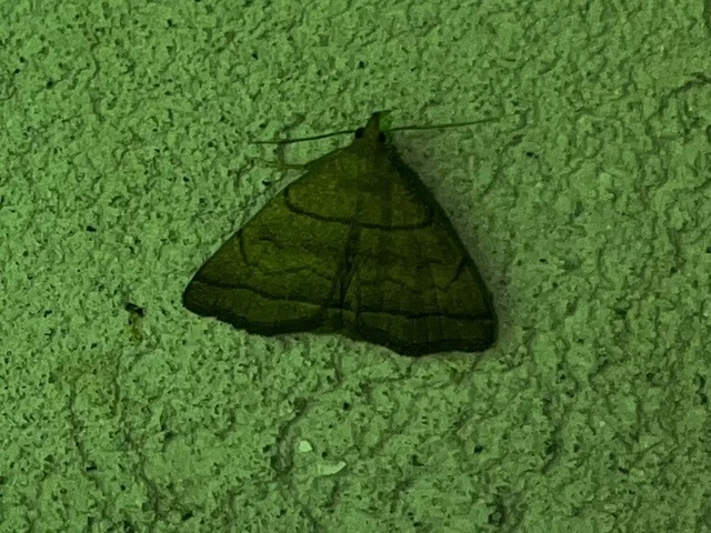 Herminia tarsicrinalis - szőröslábú karcsúbagoly