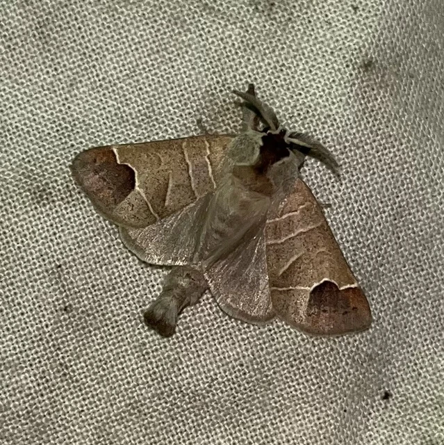 Clostera curtula - rövidszárnyú levélszövő