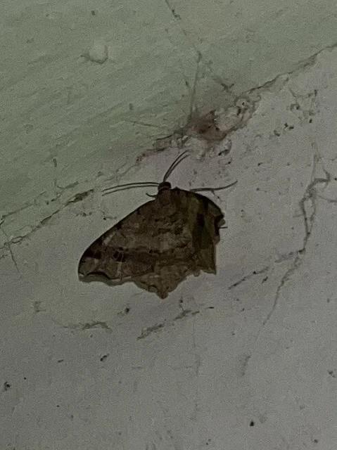 Macaria alternata - közönséges szürkearaszoló