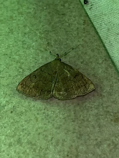 Zanclognatha lunalis - pelyheslábú karcsúbagoly