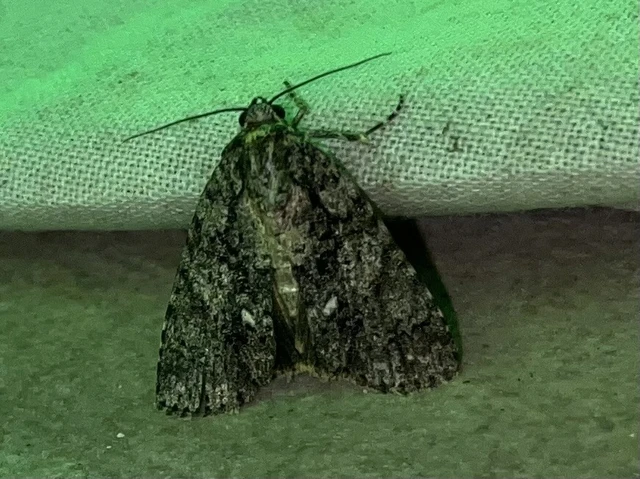 Acronicta rumicis - sóska-szigonyosbagoly Acronicta rumicis - sóska-szigonyosbagoly
