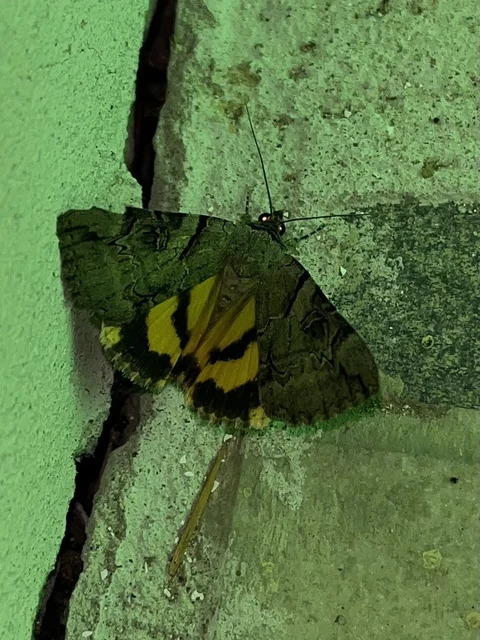 Catocala hymenaea - kökény-övesbagoly