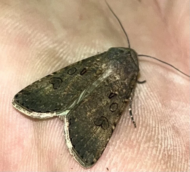 Agrotis segetum - vetési földibagoly