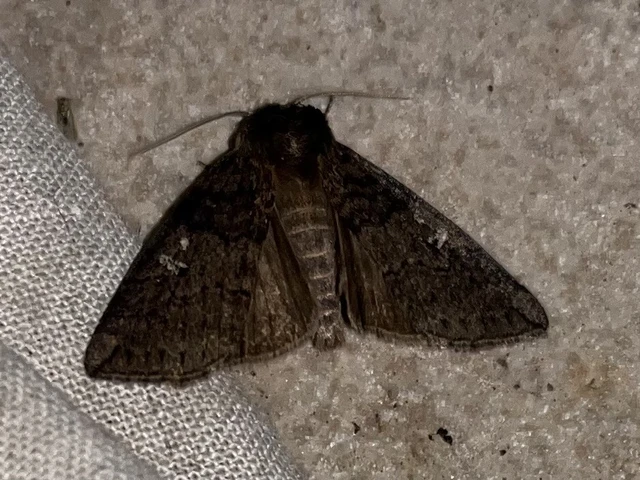 Tethea or - bélyeges pihésszövő