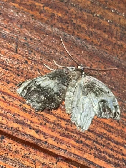 Hydriomena