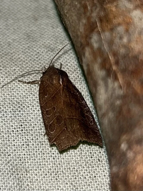 Ipimorpha retusa - sarlós fűzbagoly
