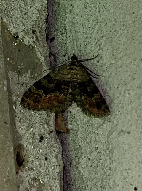 Xanthorhoe quadrifasiata - négysávos tarkaaraszoló