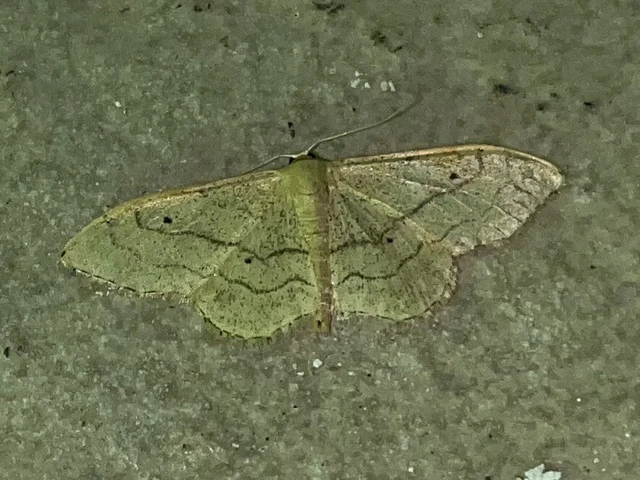 Idaea aversata - nagy sávosaraszoló