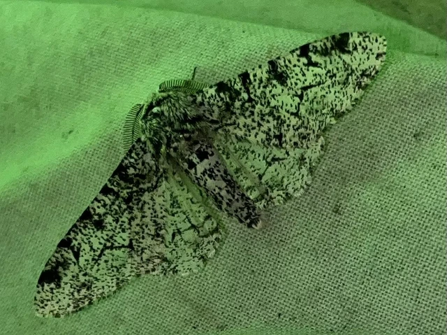 Biston betularia - szürkepettyes araszoló