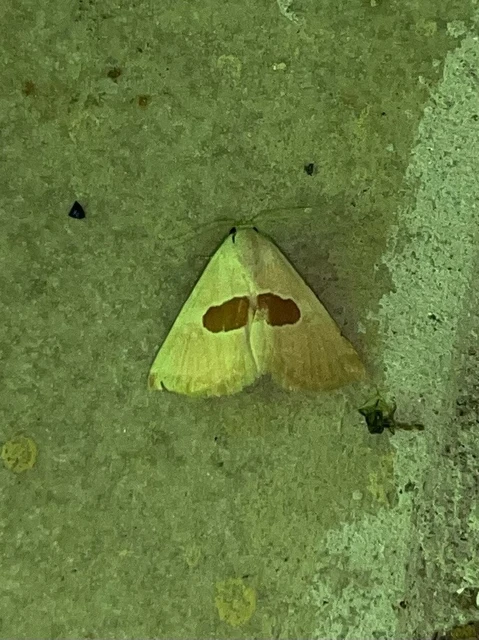 Calymma communimacula - pajzstetűfaló bagoly