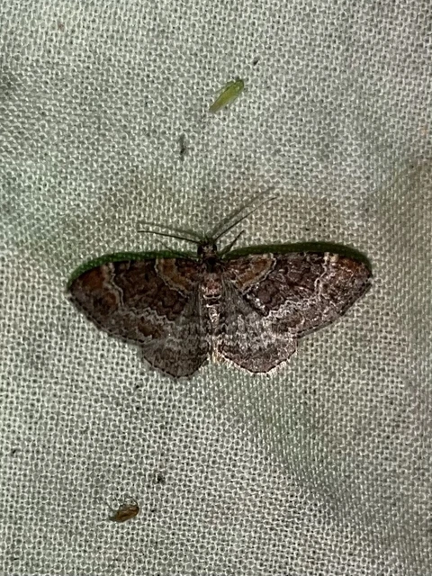 Xanthorhoe spadicearia - sávos tarkaaraszoló