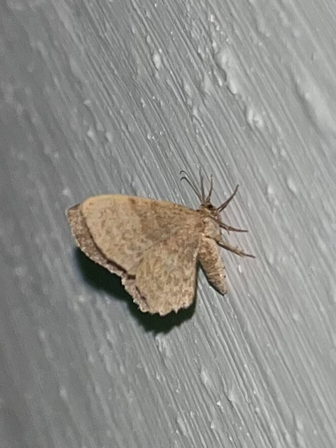 Euchoeca nebulata - barnás égeraraszoló