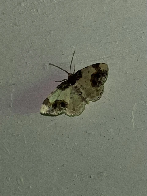 Ligdia adustata - barna levélaraszoló
